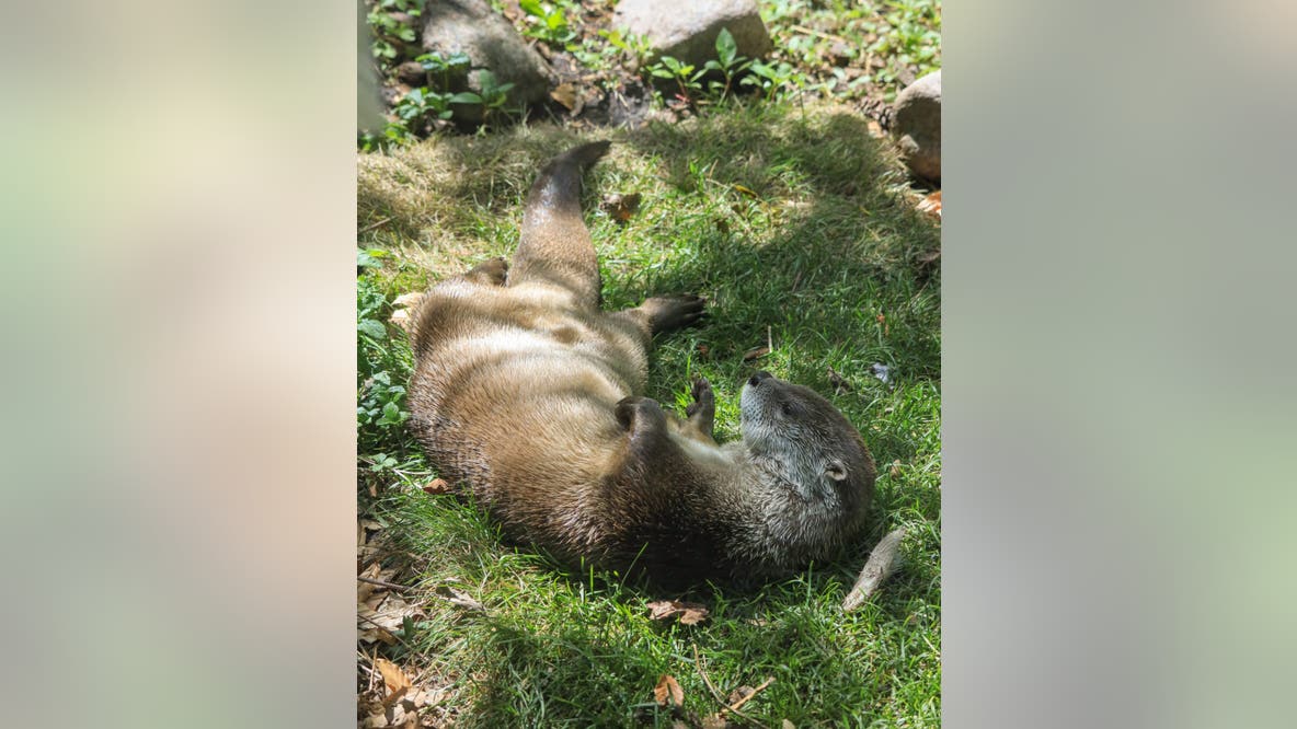 Otterly adorable: Lincoln Park Zoo welcomes playful new resident