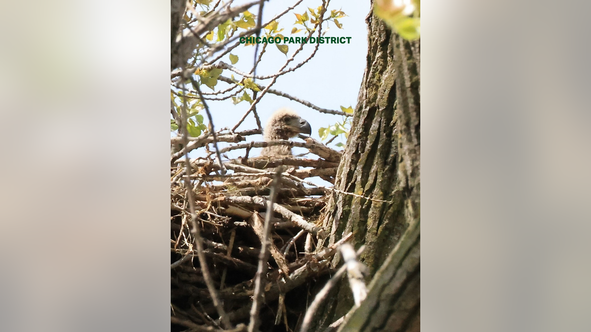 Vote now! Three finalist names chosen for Chicago eagle chicks