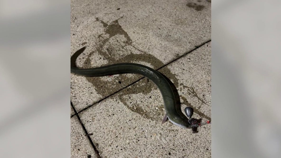 Rare American eel caught in Chicago River surprises local fishermen