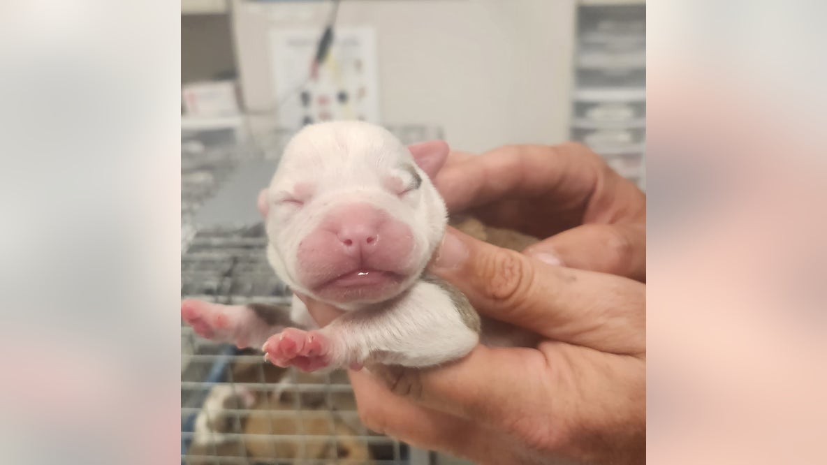 12 puppies, 2 adult dogs rescued after being abandoned in Harvey: Cook County Sheriff
