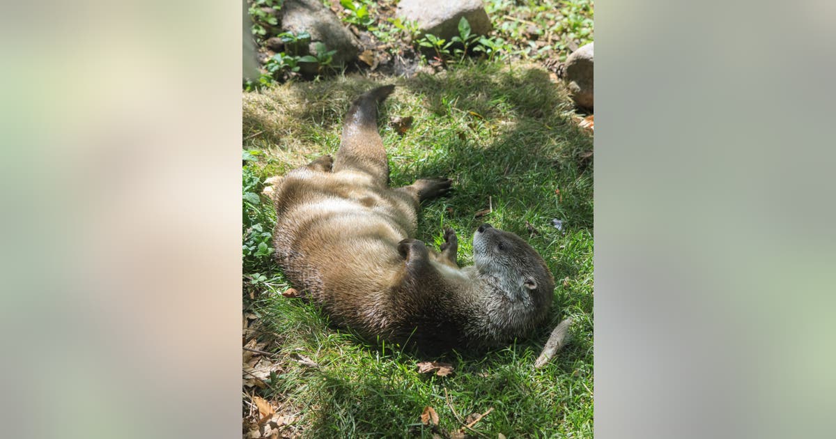 Otterly adorable: Lincoln Park Zoo welcomes playful new resident
