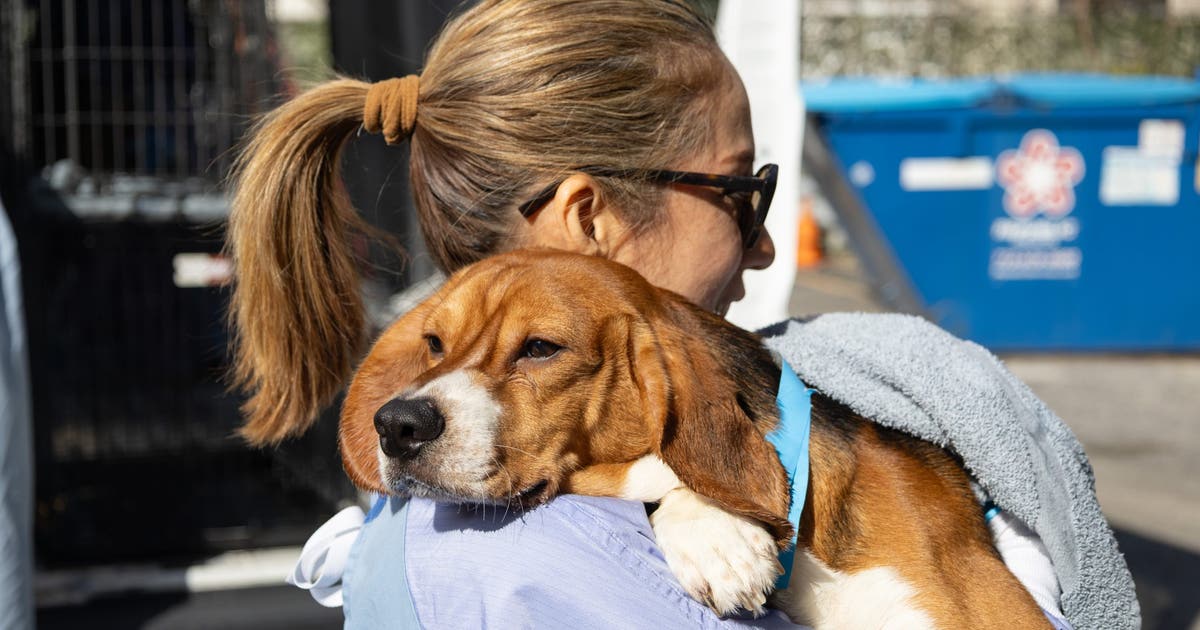 PAWS Chicago rescues 25 beagles from Wisconsin research facility