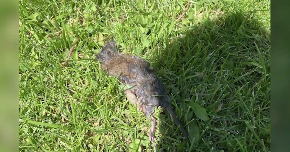 Residents say rat infestation is taking over neighborhood