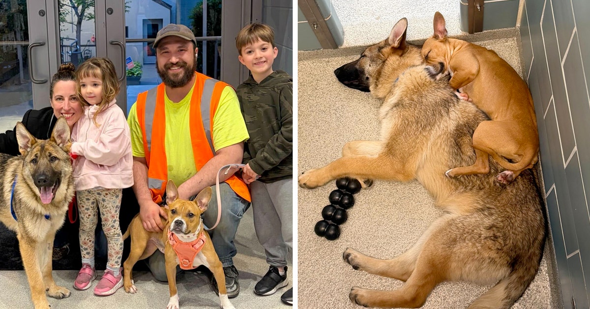 From Chicago rail yard to rescued: Inseparable dogs find their forever home together
