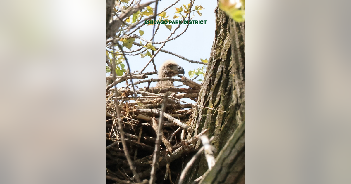 Two eaglets born in Chicago for the first time in over 100 years