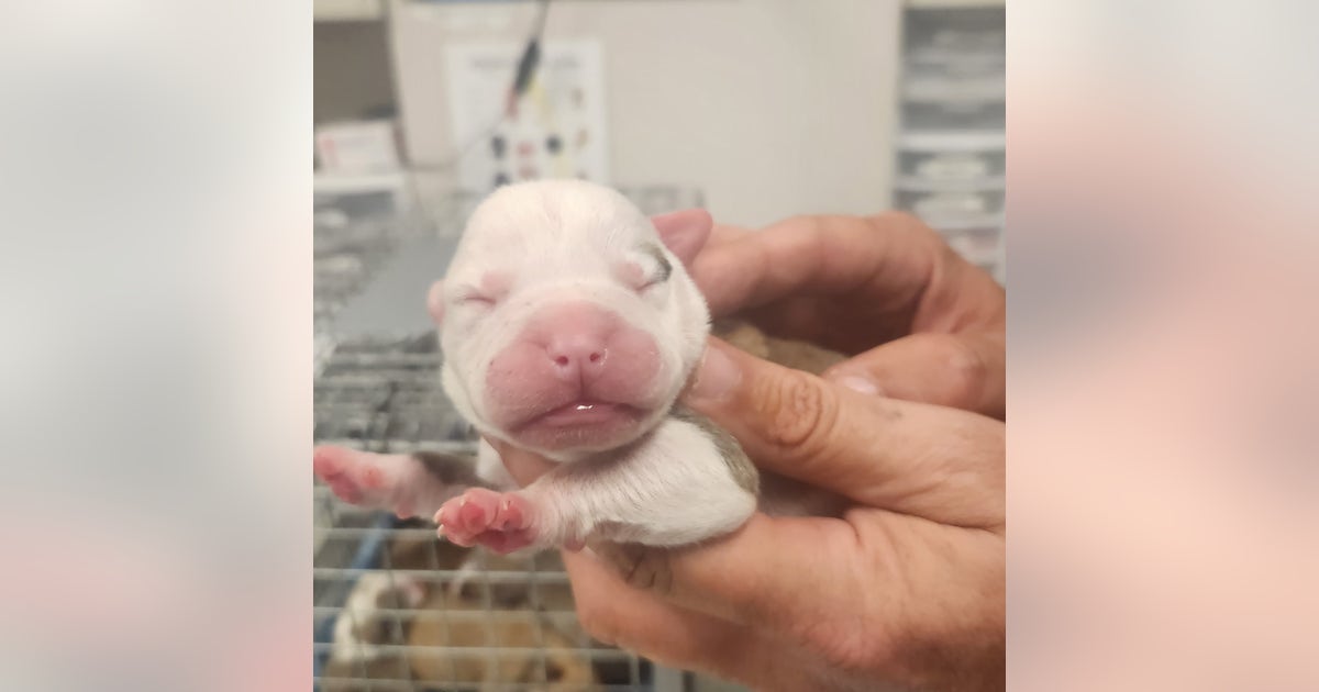 12 puppies, 2 adult dogs rescued after being abandoned in Harvey: Cook County Sheriff