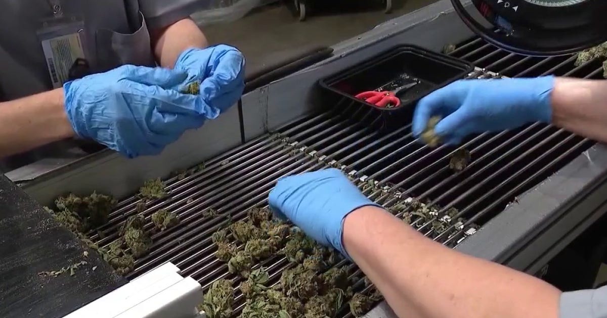 Marijuana reclassification's impact on Illinois cannabis businesses