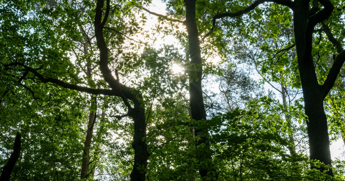 Boy, 17, found dead in Chicago-area forest preserve