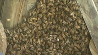 Bees swarm Chicago front yard, turning panic into awe