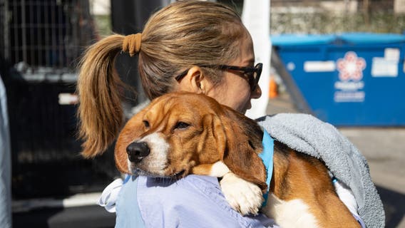 PAWS Chicago rescues 25 beagles from Wisconsin research facility