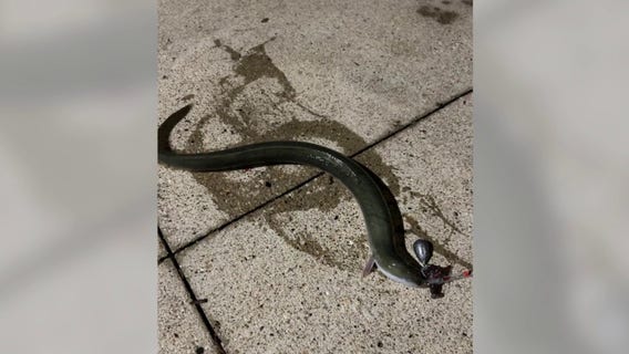 Rare American eel caught in Chicago River surprises local fishermen
