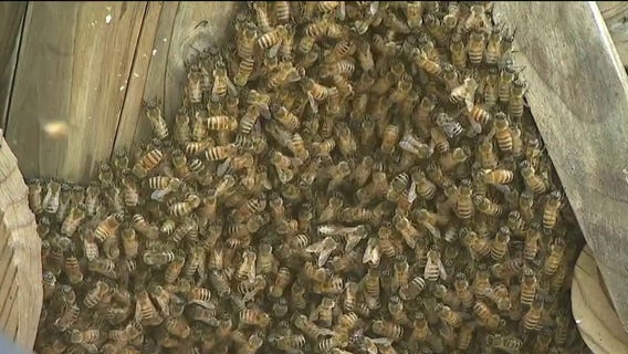 Thousands of bees swarm Chicago front yard, turning neighbors' panic into awe