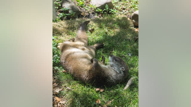 Otterly adorable: Lincoln Park Zoo welcomes playful new resident