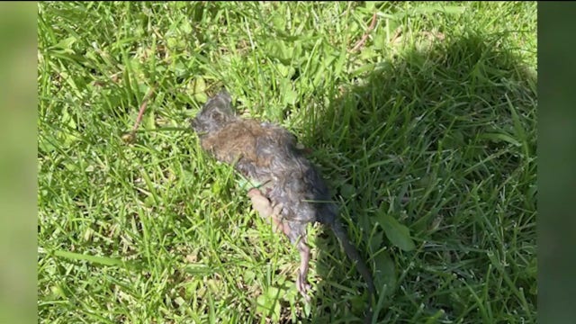 DuPage County residents say rat infestation is taking over neighborhood: 'We're freaking out'