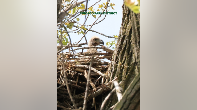 Two eaglets born in Chicago for the first time in over 100 years