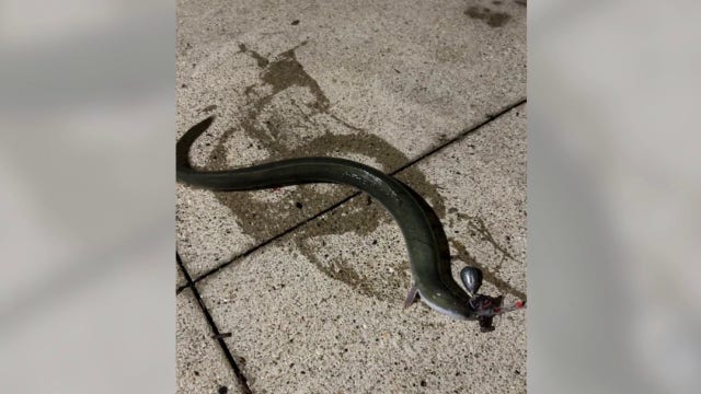 Rare American eel caught in Chicago River surprises local fishermen