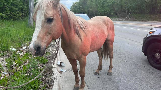 Police in Chicago suburb search for owner of horse found wandering