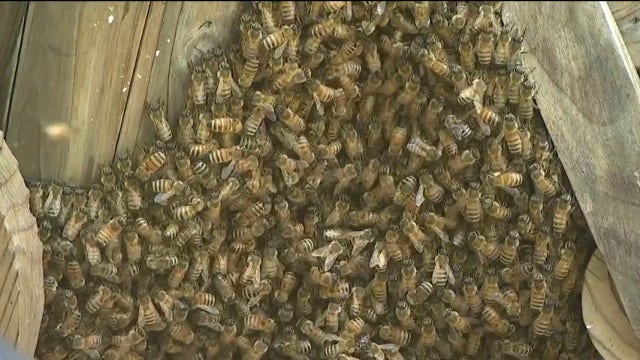 Thousands of bees swarm Chicago front yard, turning neighbors' panic into awe