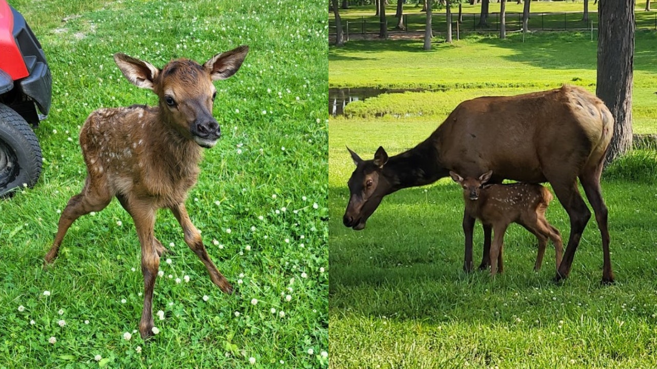 Aurora invites public to help name baby elk at Phillips Park Zoo