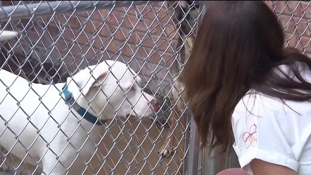 Homewood dog rescue faces closure amid building issues: 'Disheartening'