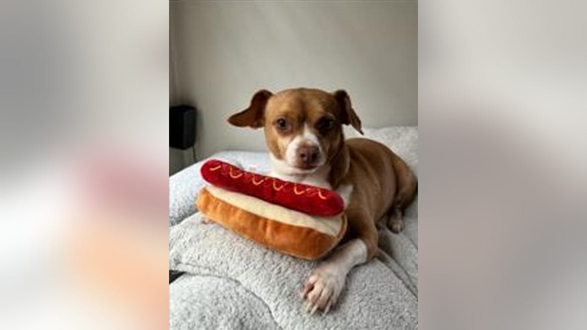 Dog stolen from vehicle in Target parking garage on Chicago's North Side
