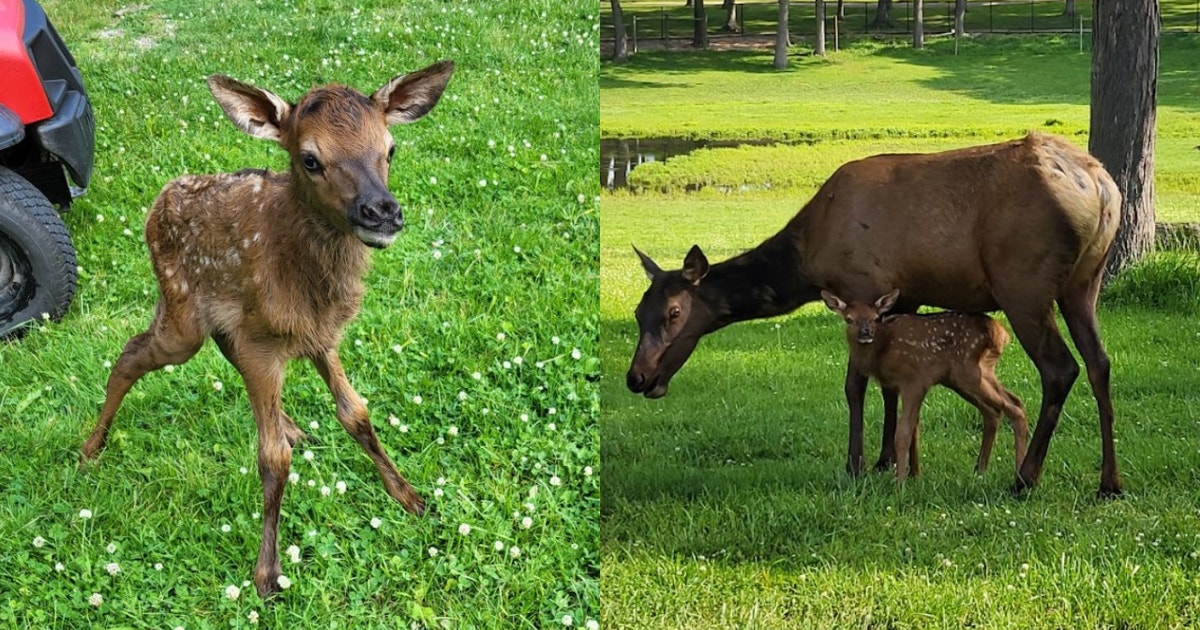 Aurora invites public to help name baby elk at Phillips Park Zoo