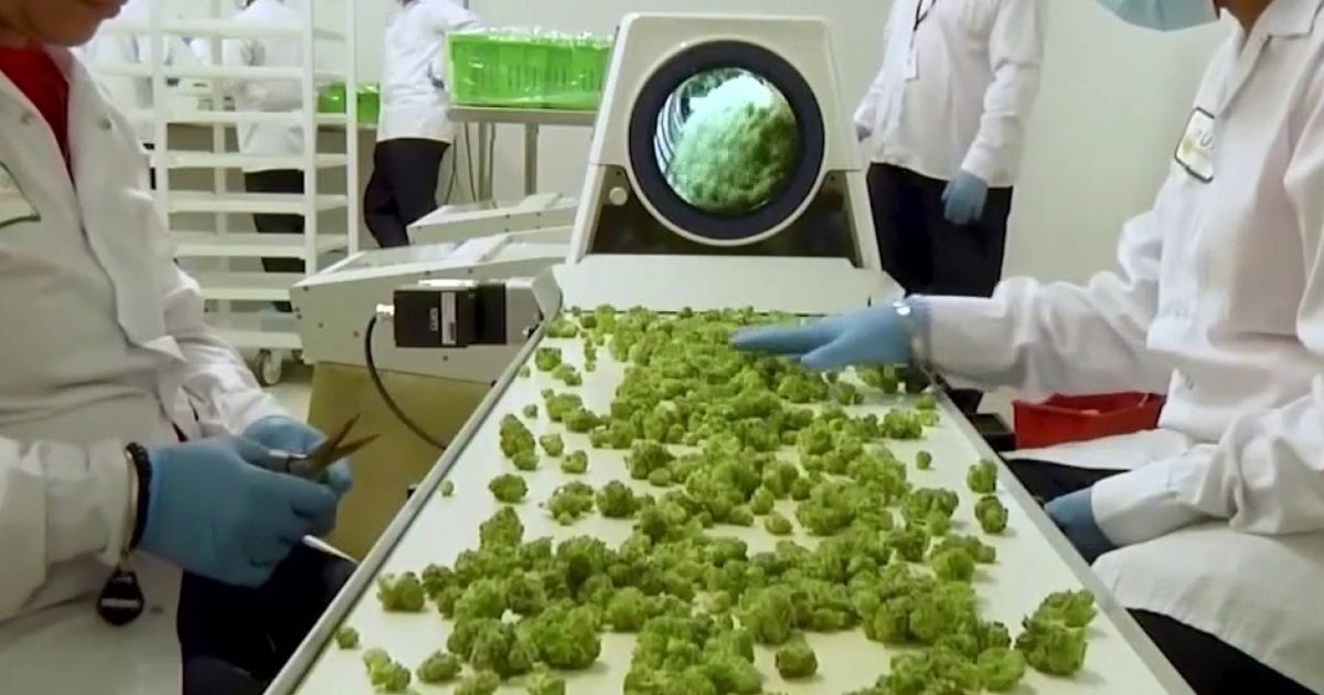 Lawsuit compares cannabis industry to Big Tobacco, targets 3 Chicago-based marijuana companies