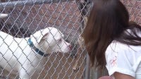 Homewood dog rescue faces closure amid building issues: 'Disheartening'