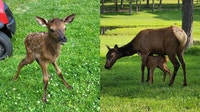 Aurora invites public to help name baby elk at Phillips Park Zoo