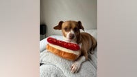Dog stolen from vehicle in Target parking garage on Chicago's North Side