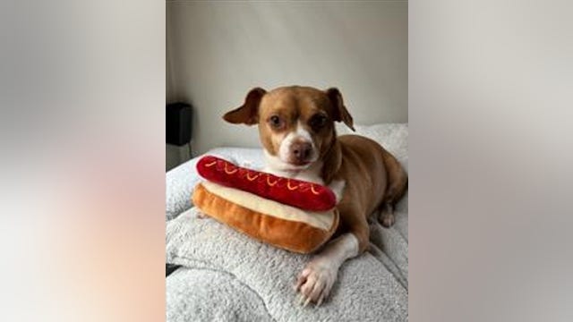 Dog stolen from vehicle in Target parking garage on Chicago's North Side