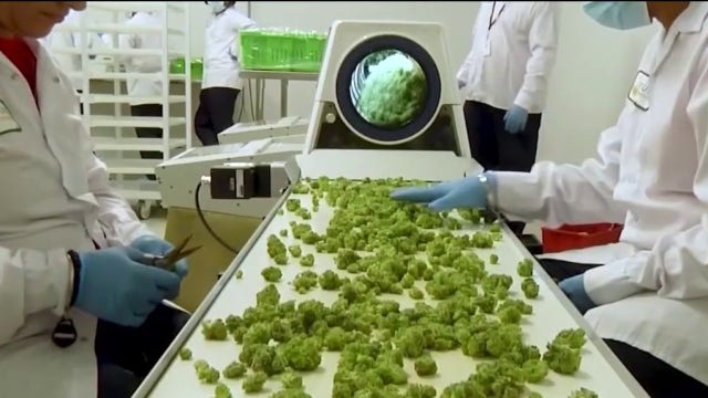 Lawsuit compares cannabis industry to Big Tobacco, targets 3 Chicago-based marijuana companies