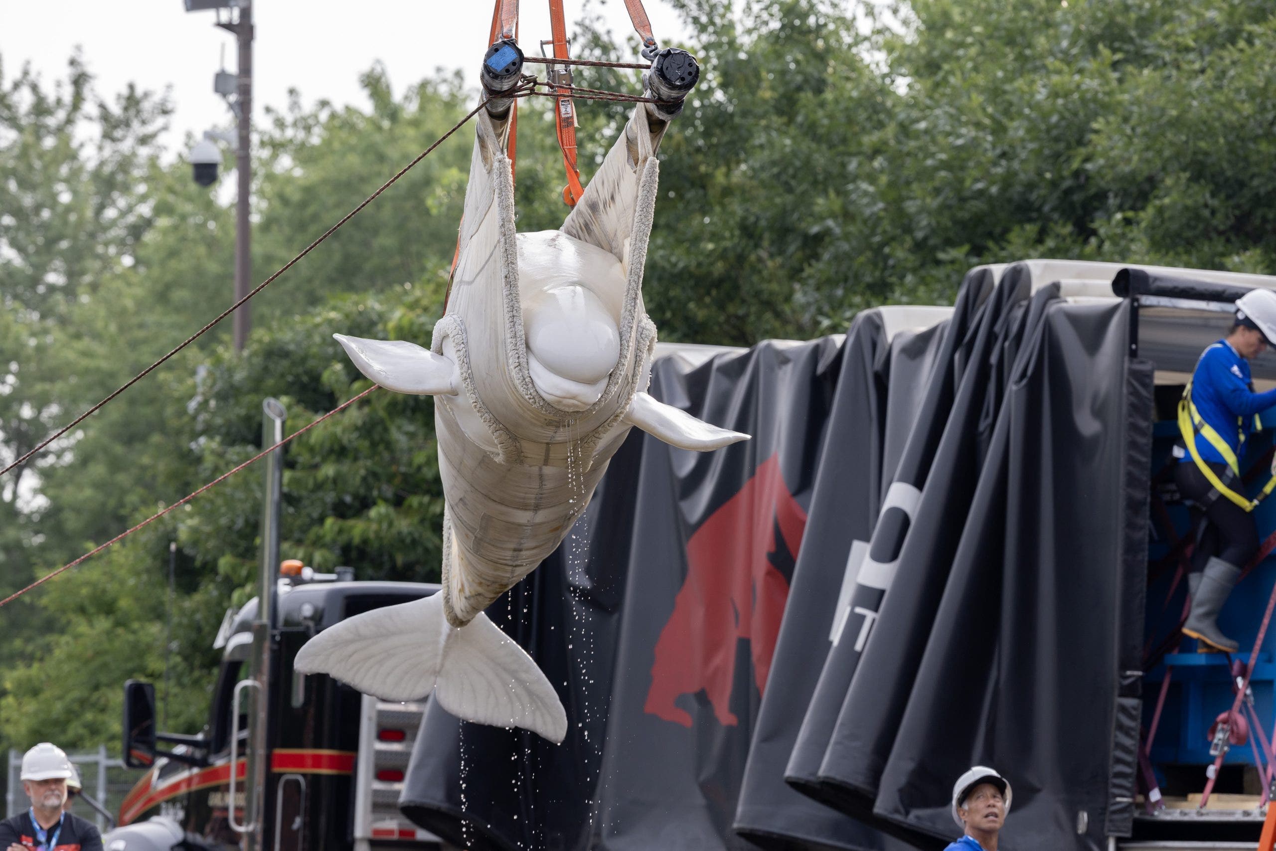 2 more beluga whales, including recent rescue, die at Chicago's Shedd Aquarium, officials say