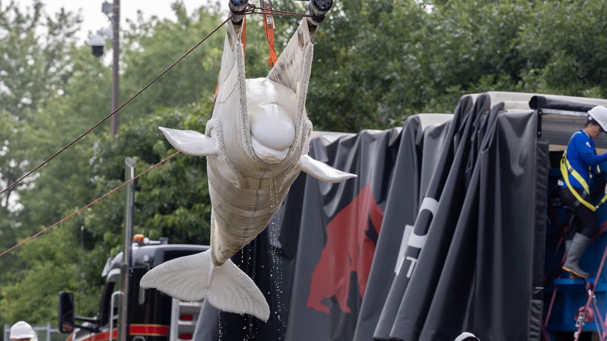 2 beluga whales, including recent rescue, die at Chicago's Shedd Aquarium, officials say