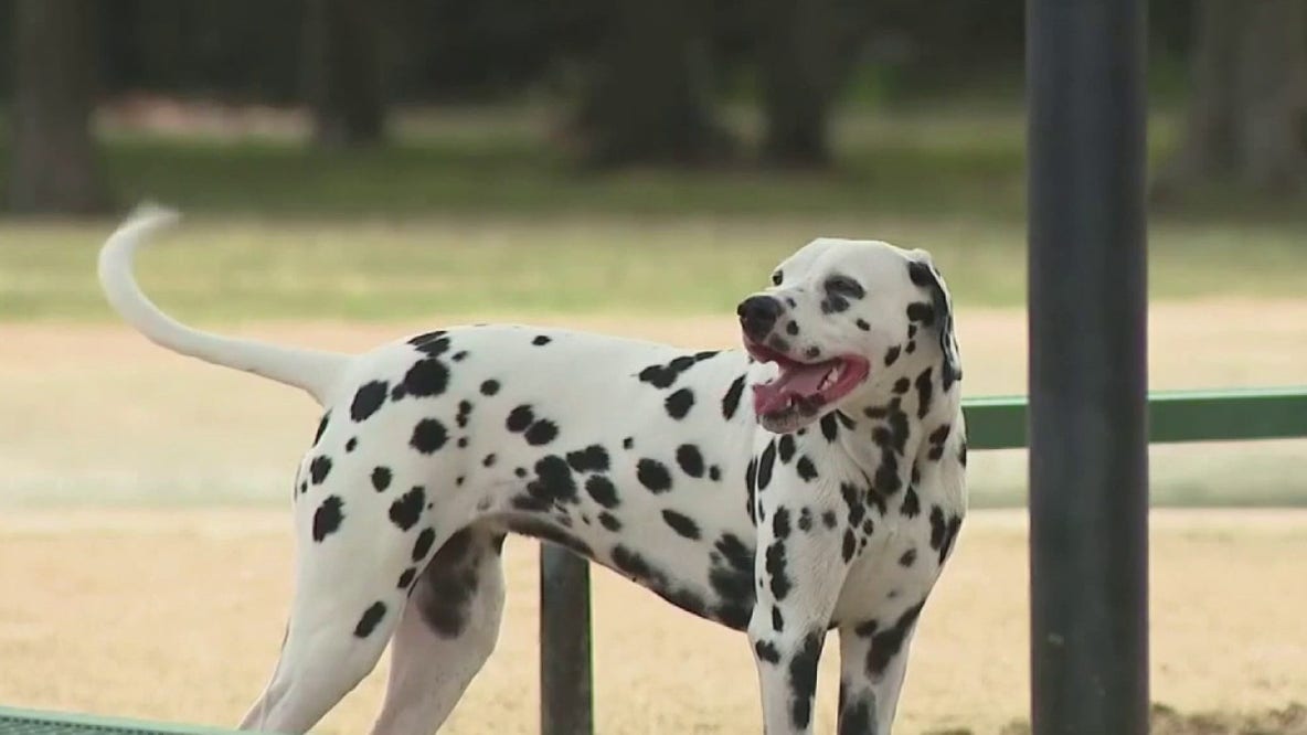 Chicago air quality: How to keep your pets safe from wildfire smoke