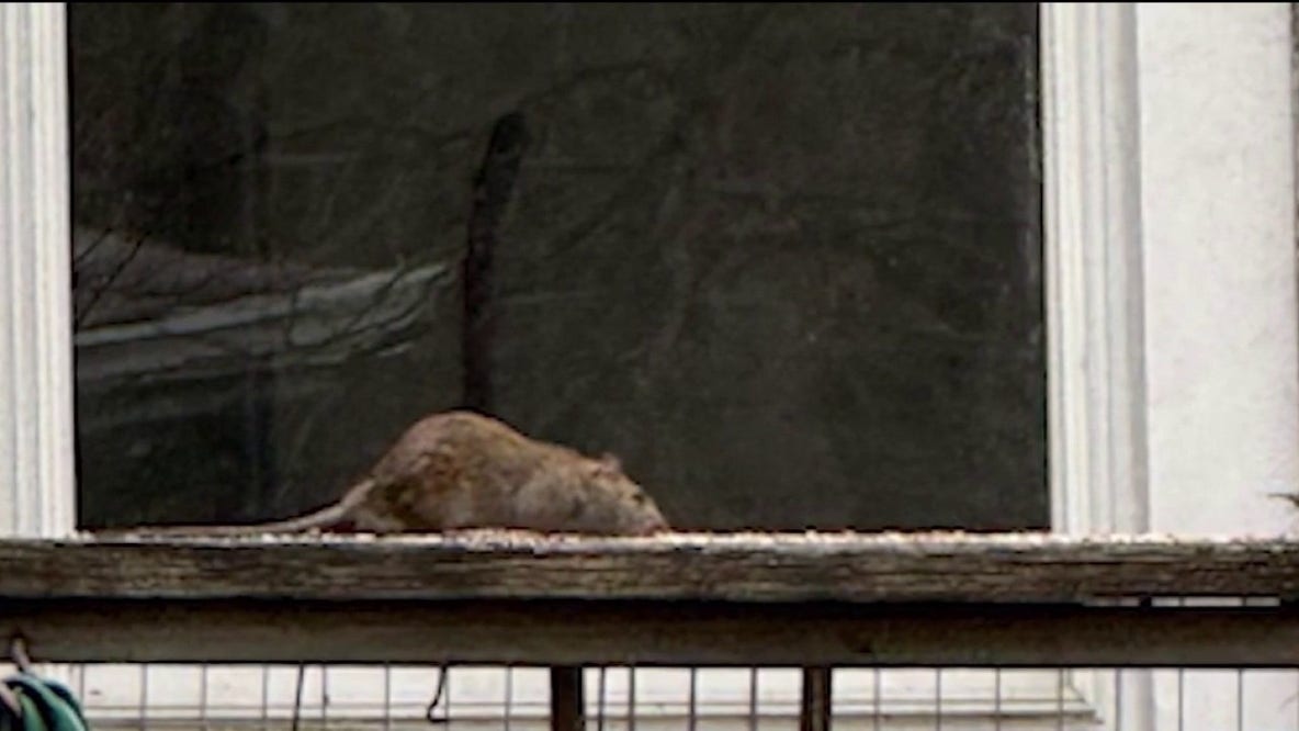 Rat infestation cleanup begins at DuPage County property after months of complaints