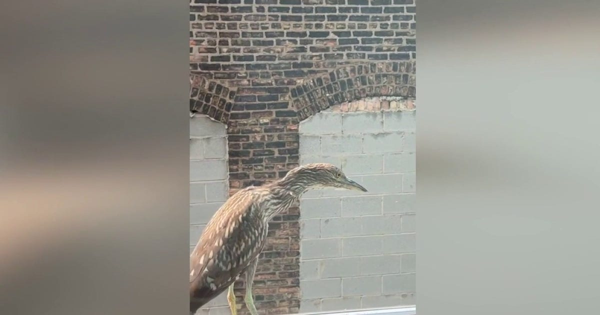 Rare state-endangered bird spotted in downtown Chicago goes viral