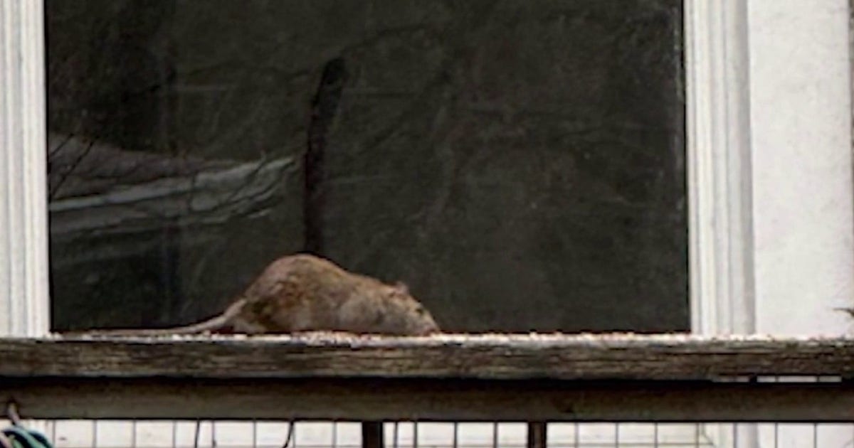 Rat infestation cleanup begins at DuPage County property after months of complaints