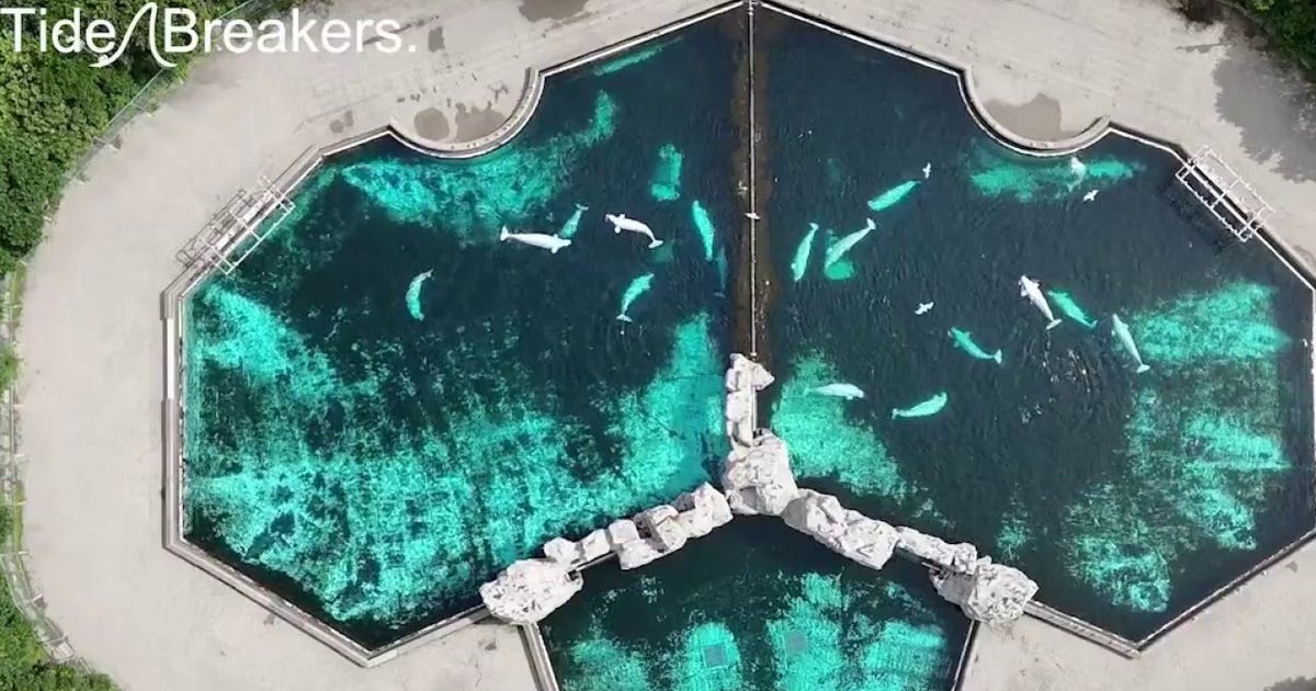 Rescued beluga whales begin new life at Shedd Aquarium after years in troubled Canadian park