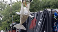 2 more beluga whales, including recent rescue, die at Chicago's Shedd Aquarium, officials say