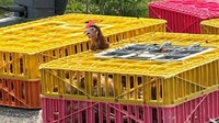 Chickens on the loose: Indiana troopers round up flock after truck crash