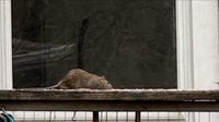 Rat infestation cleanup begins at DuPage County property after months of complaints