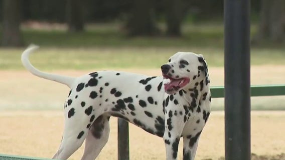 Chicago air quality: How to keep your pets safe from wildfire smoke
