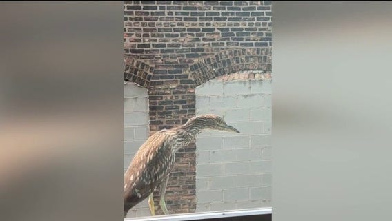 Rare state-endangered bird spotted in downtown Chicago goes viral