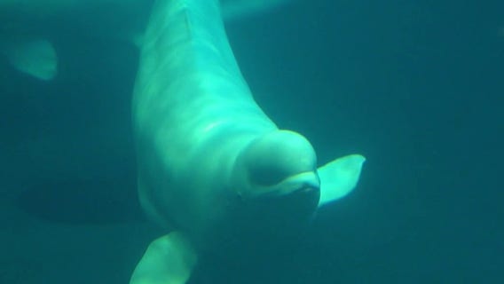 First look: Rescued beluga whales adjust to new home at Shedd Aquarium
