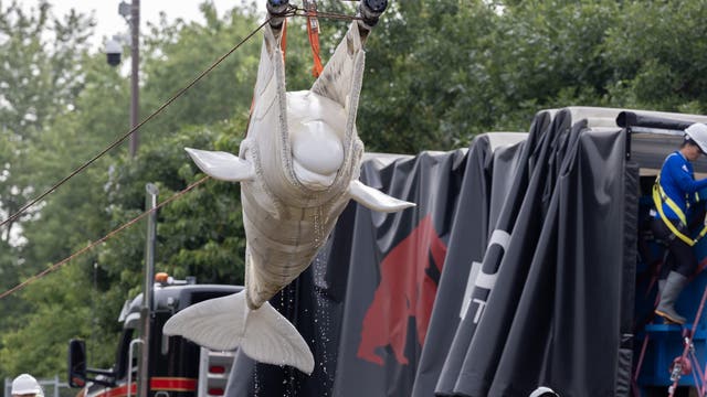 2 more beluga whales, including recent rescue, die at Chicago's Shedd Aquarium, officials say