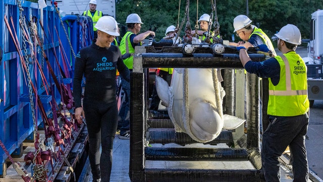 New fins in town: Rescued belugas from Canada arrive in Chicago