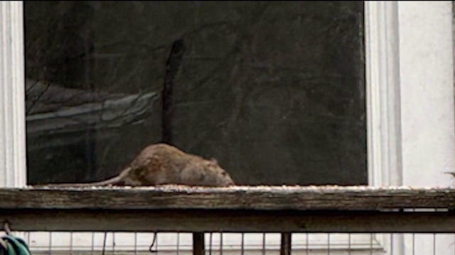 Rat infestation cleanup begins at DuPage County property after months of complaints
