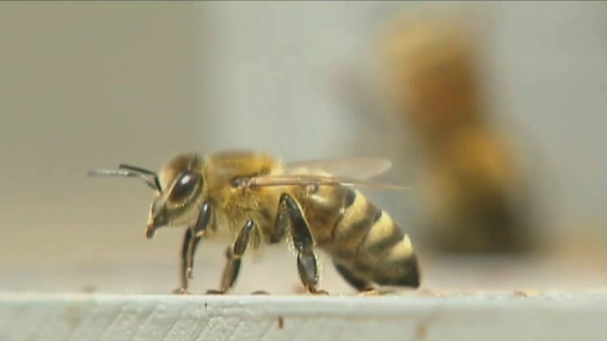 Illinois data center boom raises questions about potential impact on honeybees
