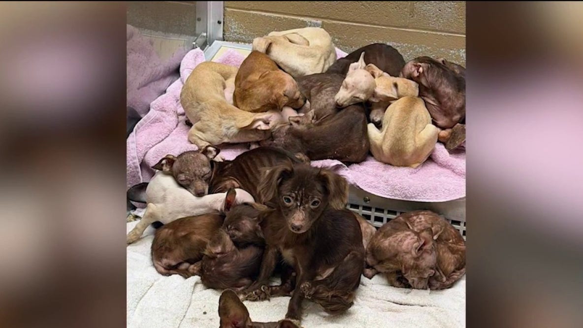 70 dogs rescued from storm-damaged trailer in Merrillville hoarding investigation